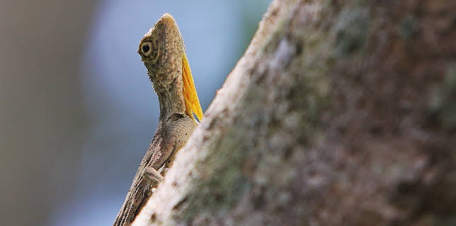 13:33: Little Giants (S1 E14) (S1) | Animal Planet | 1/13 2026