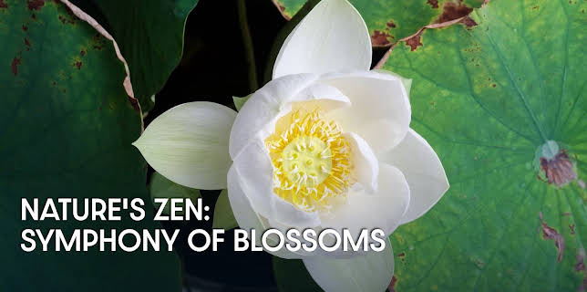 Nature's Zen: Symphony of Blossoms (2024)