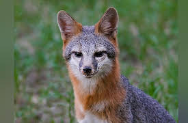 Dogs in the Wild: Secrets of Success