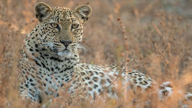 16:10: Malika jagt - Abenteuer einer Leopardin | 3SAT | 10/7 2026
