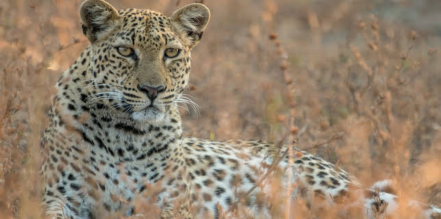 17:45: Malika jagt - Abenteuer einer Leopardin | 3SAT | 12/3 2025