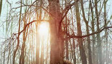 Donde viven los monstruos