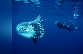 Ocean Stories: Molas and Manatees