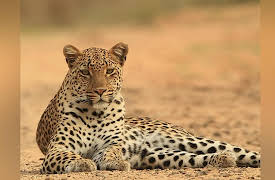 Africa's Wild Wonders: Leopard
