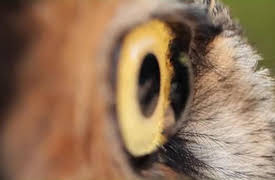 Nature of God: Season 1: Sand, Snakes, and Screeching Birds