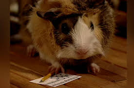 Once Upon A Hamster Season 1: Bubbles