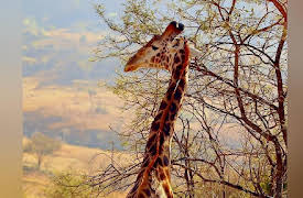 Big Cat Week 2014 Season 1: Man v. Lion