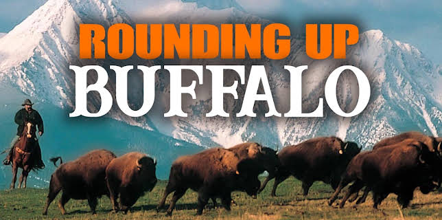 Rounding Up Buffalo (2008)