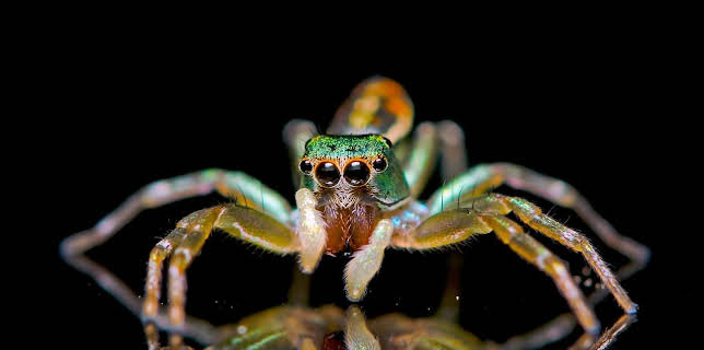 18:35: Leuchtende Natur | Arte | 1/30 2026