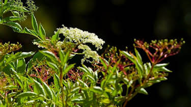 19:10: Vom Ahorn bis zur Zwiebel | ARD Alpha | 4/20 2026