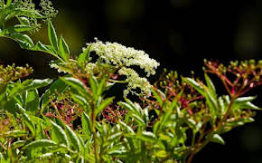 Vom Ahorn bis zur Zwiebel