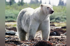 Canada: A Year In The Wild: Summer