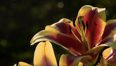 The A to Z of TV Gardening