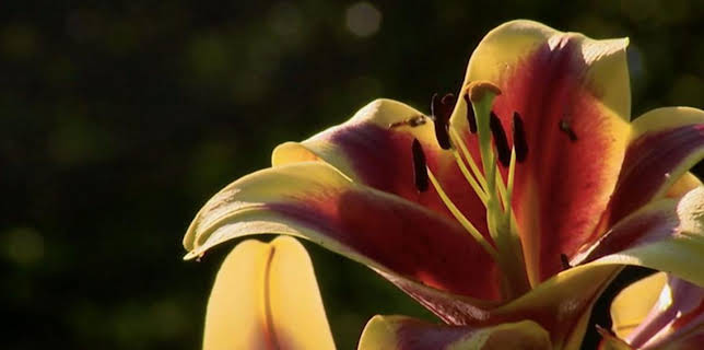 6:30 AM: The A to Z of TV Gardening | BBC Two | 2/19 2026