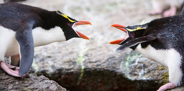 01:30: Wildes Neuseeland (2/3) | 3SAT | 1/9 2026