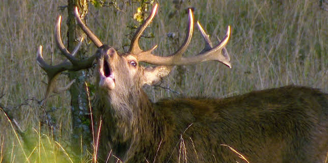 07:05: GEO Reportage | Arte | 3/7 2026