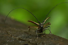 Wildest: Indochina: Cambodia: The Water Kingdom