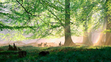 16:30: Erlebnis Erde: Das Grüne Wunder - Unser Wald | WDR Fernsehen | 9/6 2026