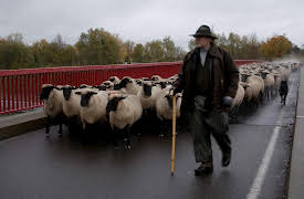 Herders: A Shepherd in Eastern Germany