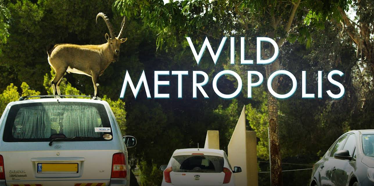 Wild Metropolis: Season 1
