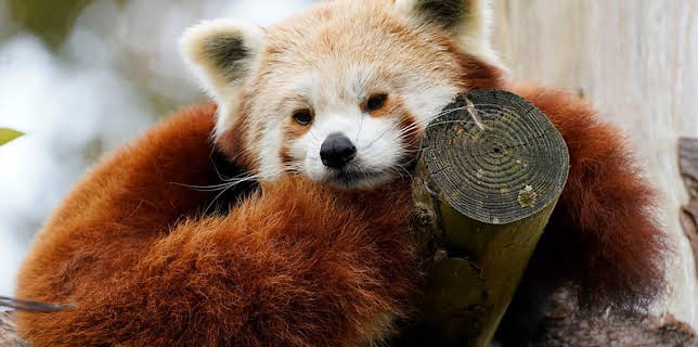 2:30 PM: Animal Park | BBC One | 1/8 2026