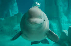 Music and the Brain: Are We the Only Musical Species?