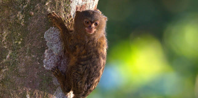 20:15: Expeditionen ins Tierreich | Radio Bremen | 2/11 2026