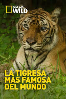 20:50: La tigresa más famosa del mundo | Nat Geo Wild | 2/15 2026