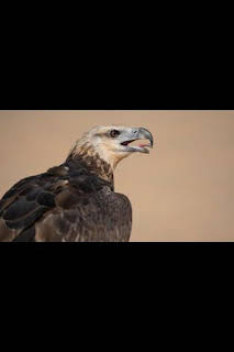 13:20: Superviviente por naturaleza: Bichos costeros | Nat Geo Wild | 7/14 2026
