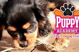 Puppy Academy: Dog Training Guide: Puppy Academy: Week 2
