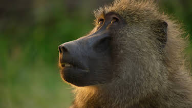 6:00 PM: Planet Earth (S2 E5) (S2) | Yesterday | 12/30 2025