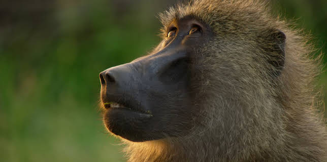 4:00 PM: Planet Earth (S2 E5) (S2) | Yesterday | 11/30 2025