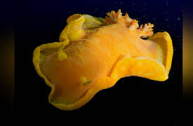 Great Blue Wild: Indonesia: Life in the Muck