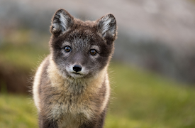 Djurens otroliga färder: Föräldraskap i polarklimat