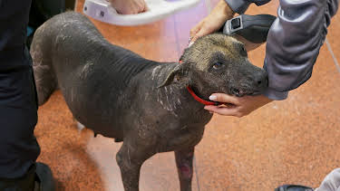 20:30: Grensevakten Sverige (S8 E5) (S8) | TVNorge | 4/13 2026