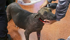 Grensevakten Sverige (S8 E5)