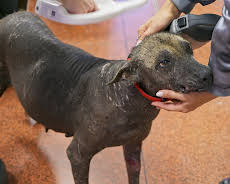 Grensevakten Sverige