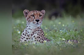 The Wild Sides, Season 1: Growing Up