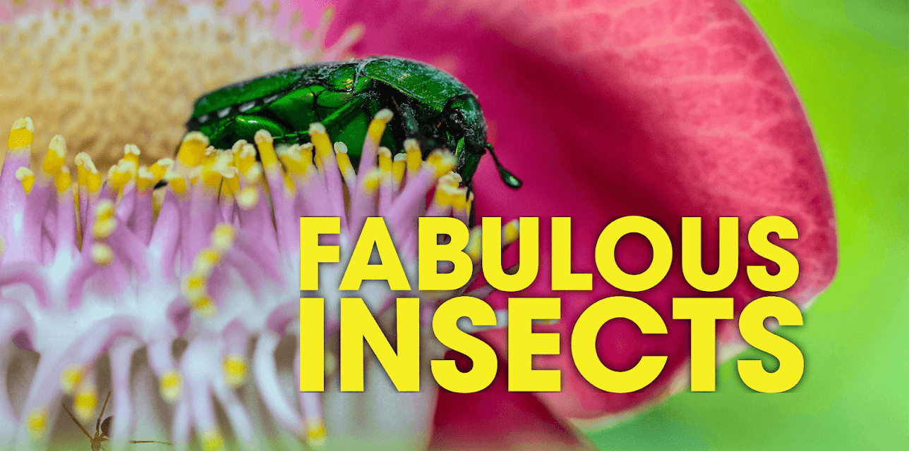 Fabulous Insects