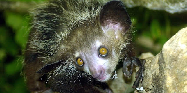 05:55: Giraffe, Erdmännchen & Co. (188) | HR Fernsehen | 3/6 2026