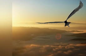 The Scientific Wonder of Birds: Burning Bright: Avian Adaptations for Flight