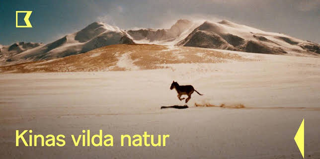 20:05: Kinas vilda natur | Kunskapskanalen | 12/30 2025