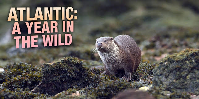 Atlantic: A Year in the Wild