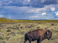 Der Amerikanische Bison (2/2)