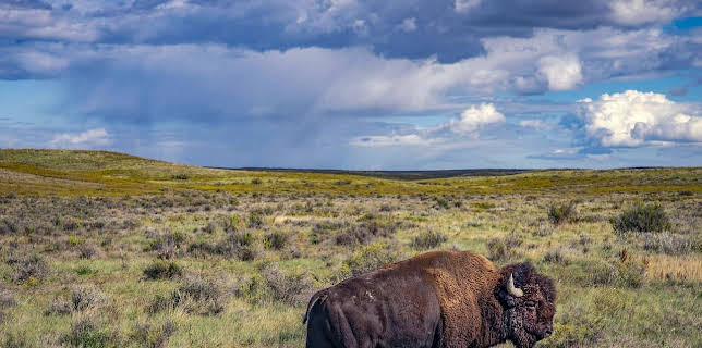 22:05: Der Amerikanische Bison (2/2) | Arte | 2/21 2026