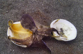 Våra hav: Indiska oceanen