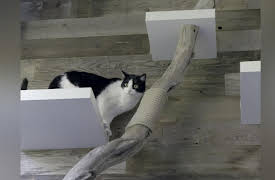 Animal Cribs Season 1: Condo Cat Creation