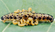 Parasiten packen aus