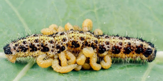 05:10: Parasiten packen aus | Arte | 12/12 2025