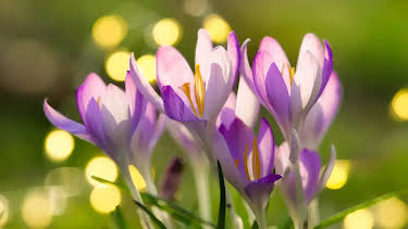 16:00: Gartenzeit | Radio Bremen | 5/2 2026